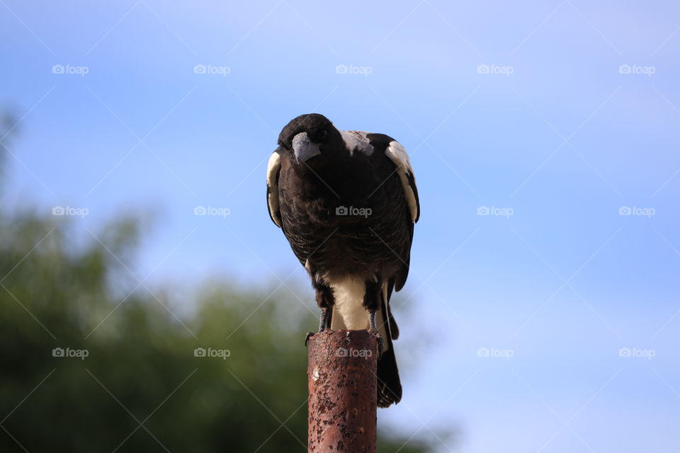 Inquisitive magpie perched on rusted metal post against a vivid blue sky 