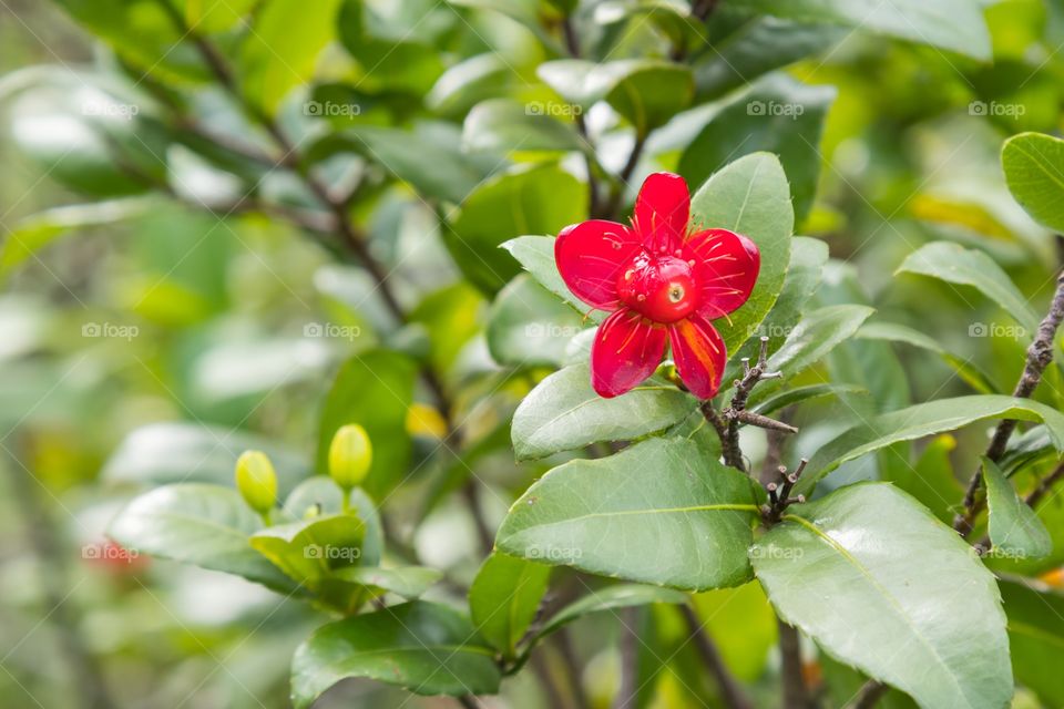 Beautiful fresh red fruit blooming flower in the garden 