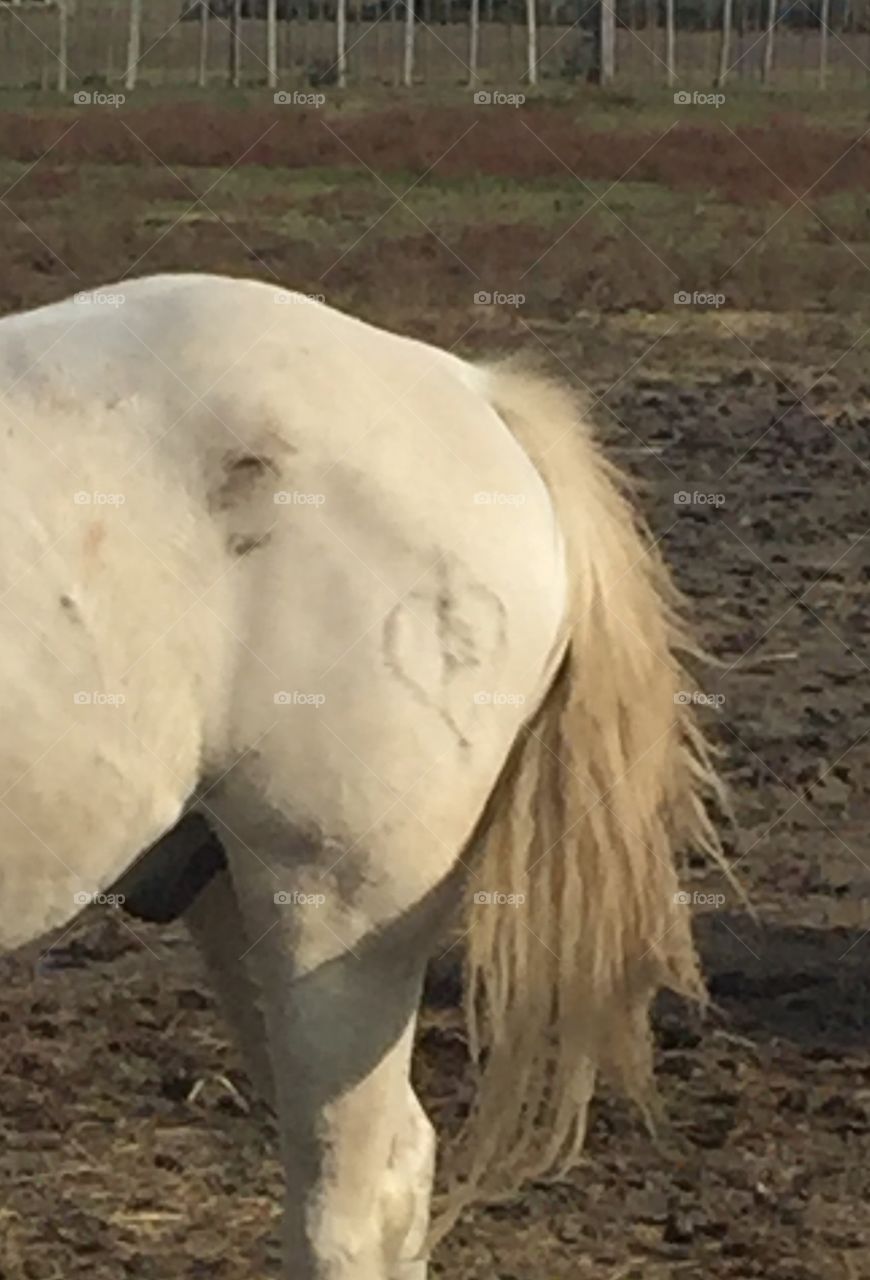 Camargue horse