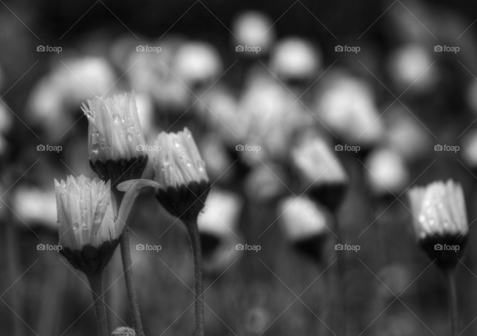 Monochrome, No Person, Blur, Grass, Flower