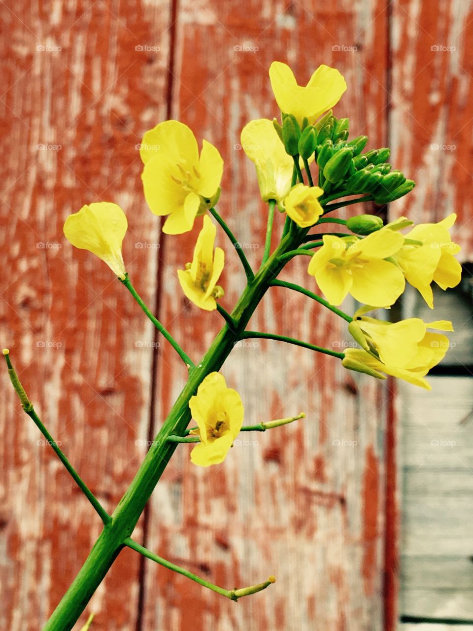Close-up of a yellow canola