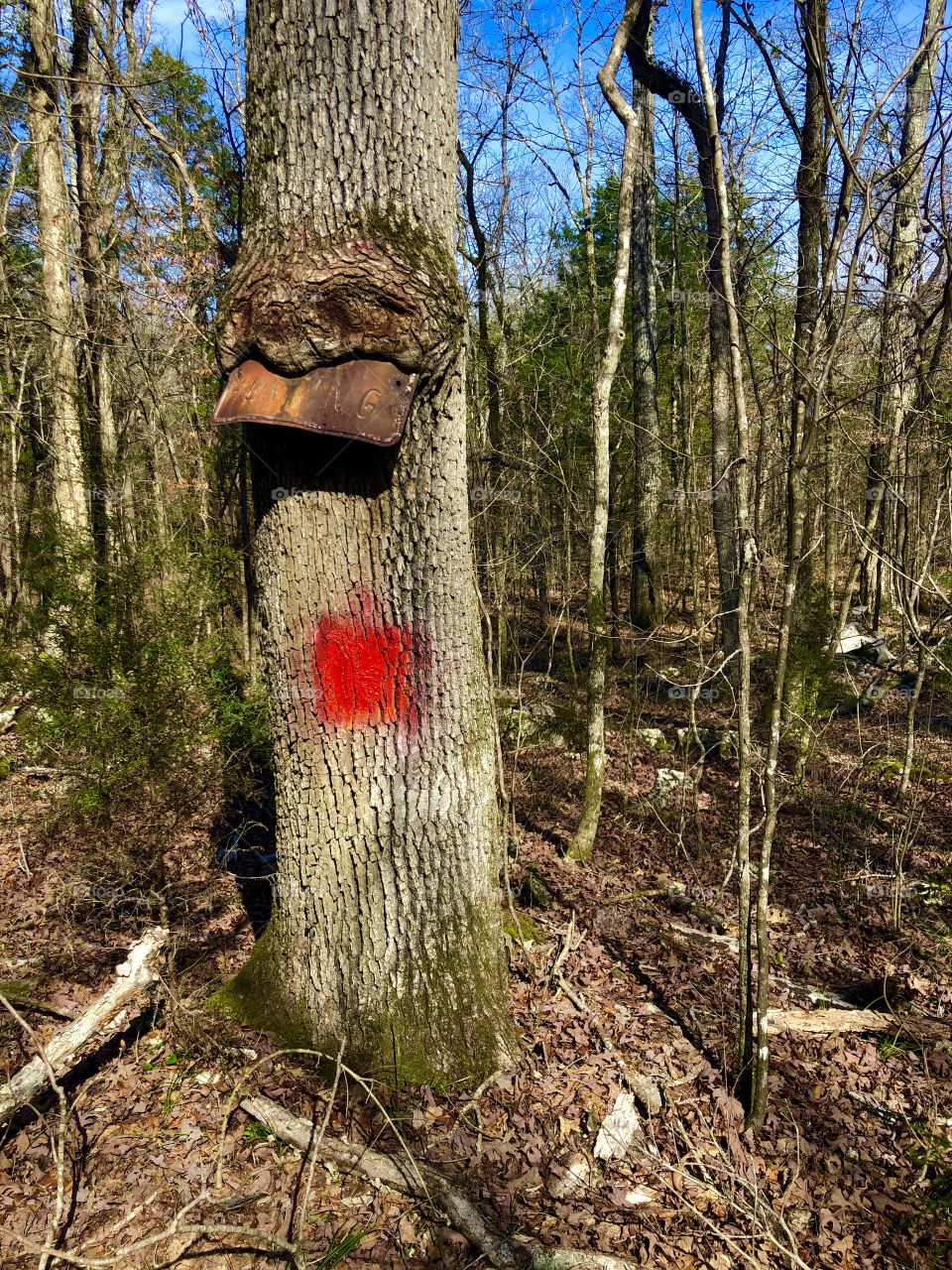Red trail blaze on tree that ate the ‘no hunting’ sign