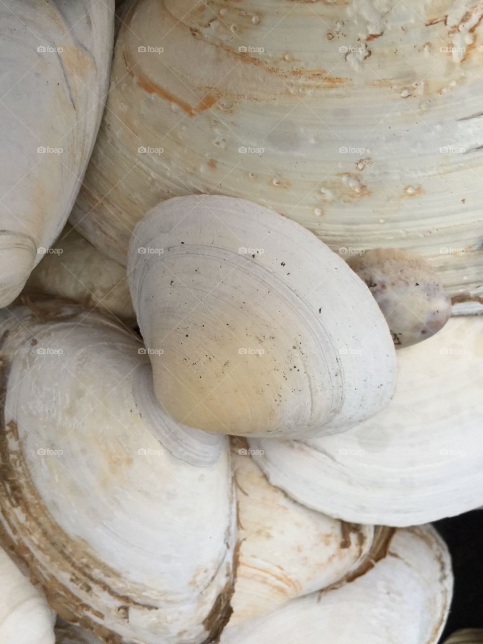Seashells 4 