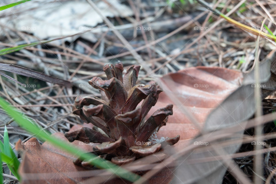 Akron on a dry leaf in the forest