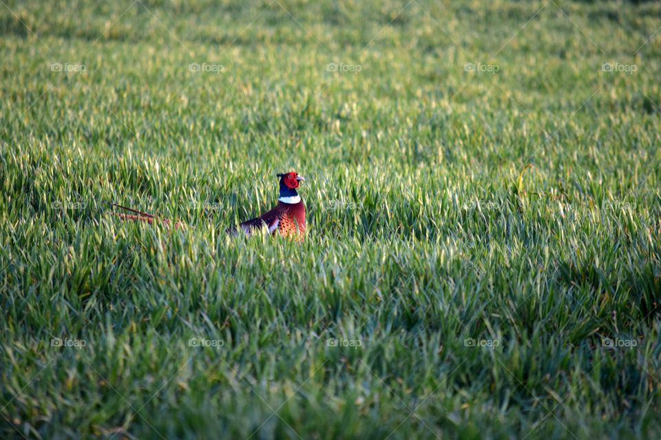 Pheasant I saw in front of my house so I quickly got my camera and chased it 