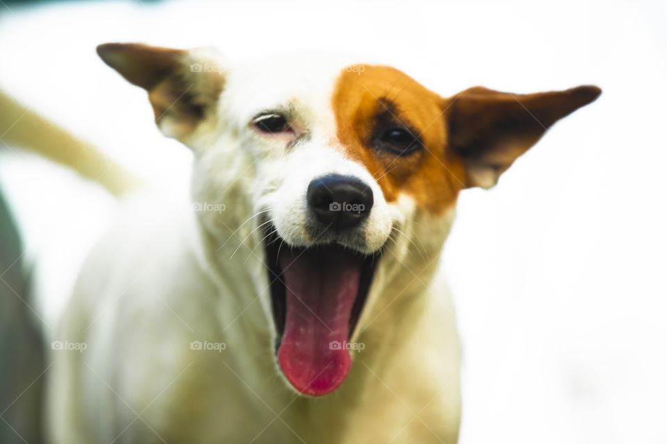 Perro blanco con manchas 