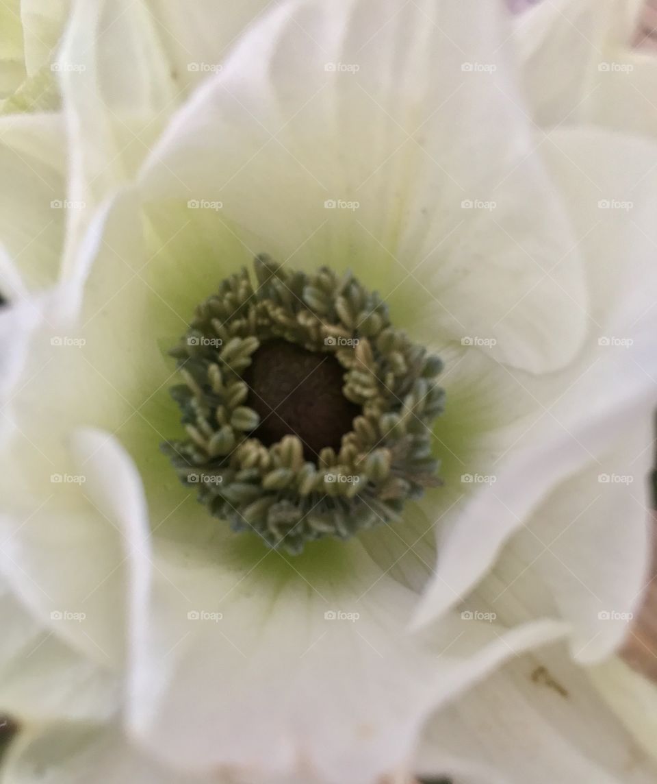 Anemone 