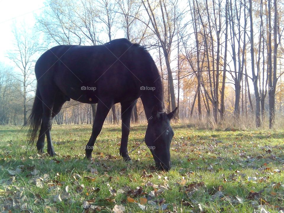 Mammal, No Person, Grass, Cavalry, Outdoors