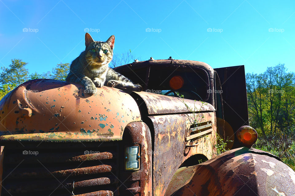 Cat on a abandon truck. doing a photoshoot this cat jumped up and wanted her picture taken
