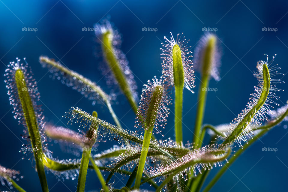 Drosera