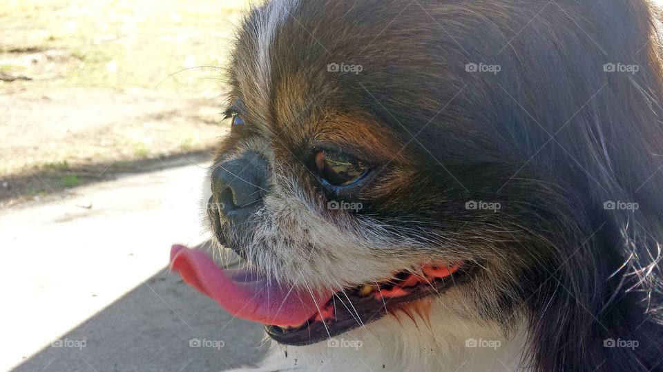 pekingese smiling dog