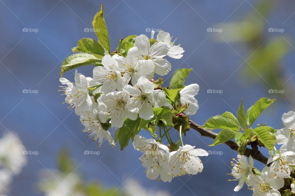 wild cherry blossoms