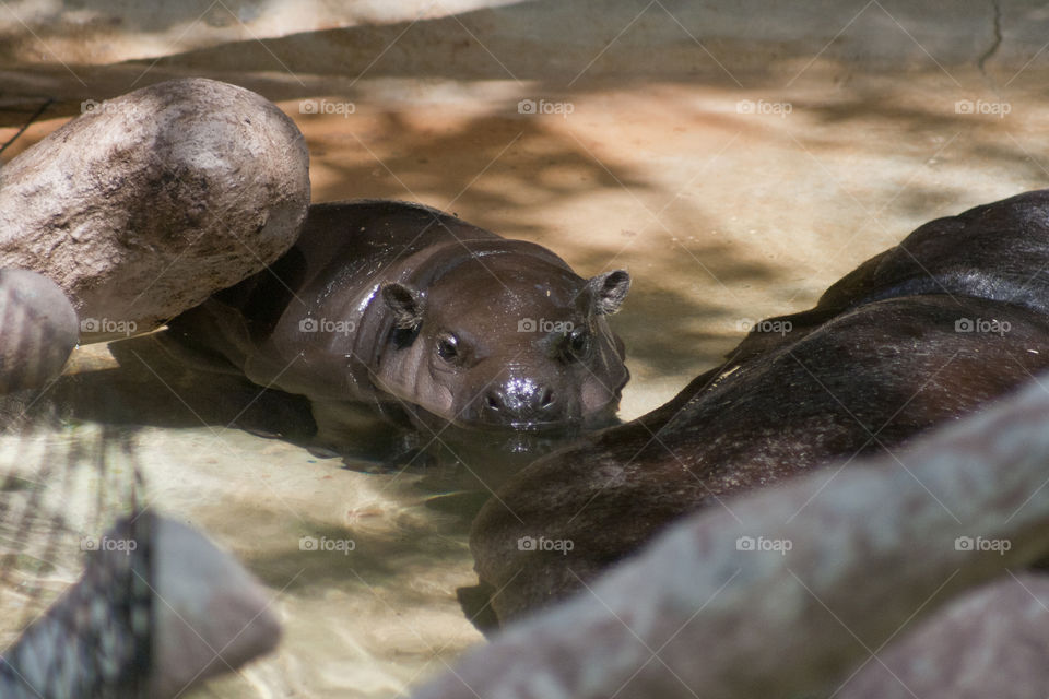 pygmy hippo baby