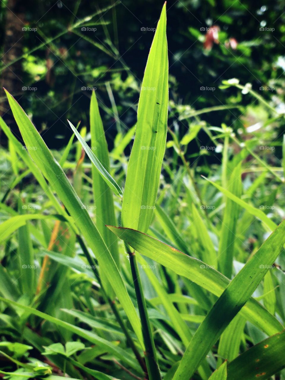 grass