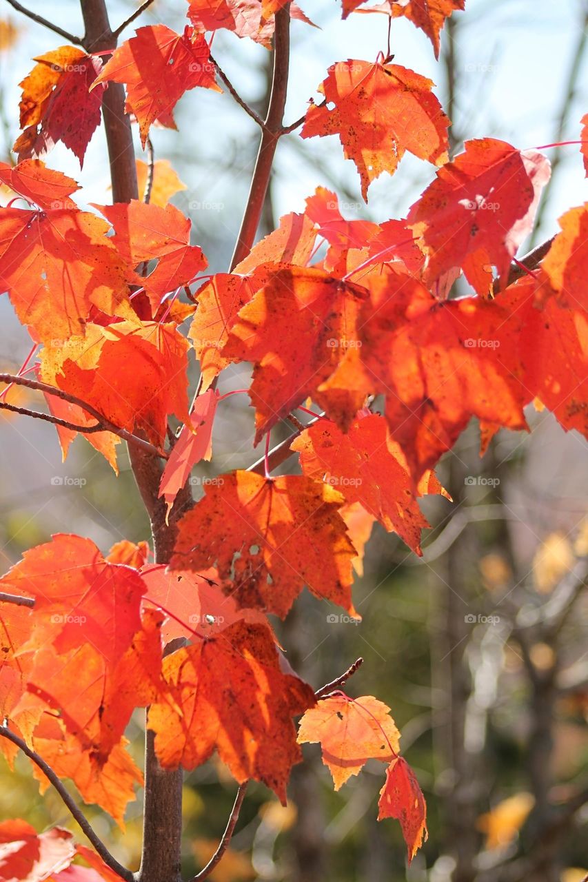 A small vibrant maple tree on a sunny day in the mountains of New England during autumn.