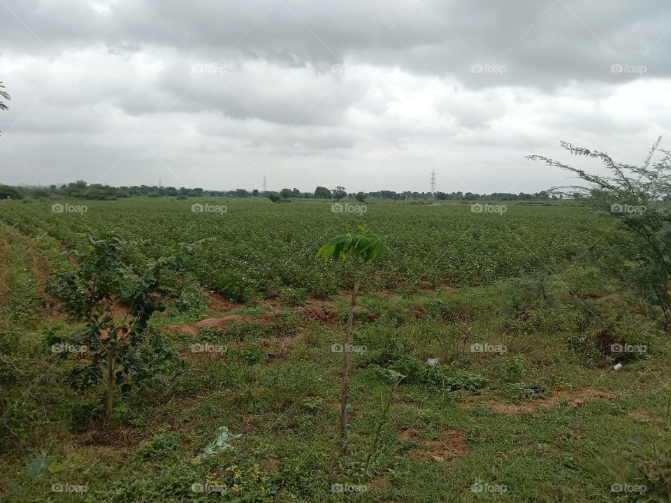 forest main road location