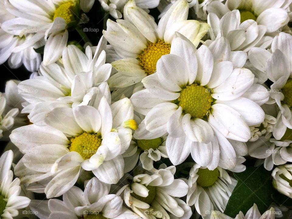 Pequenas margaridas, ainda florescendo... Little Daisies, still blooming.