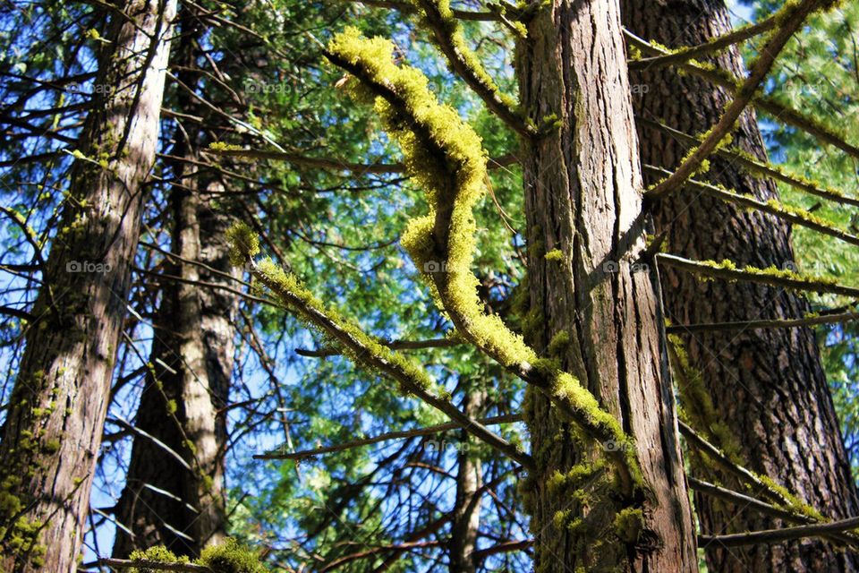 Mossy tree 