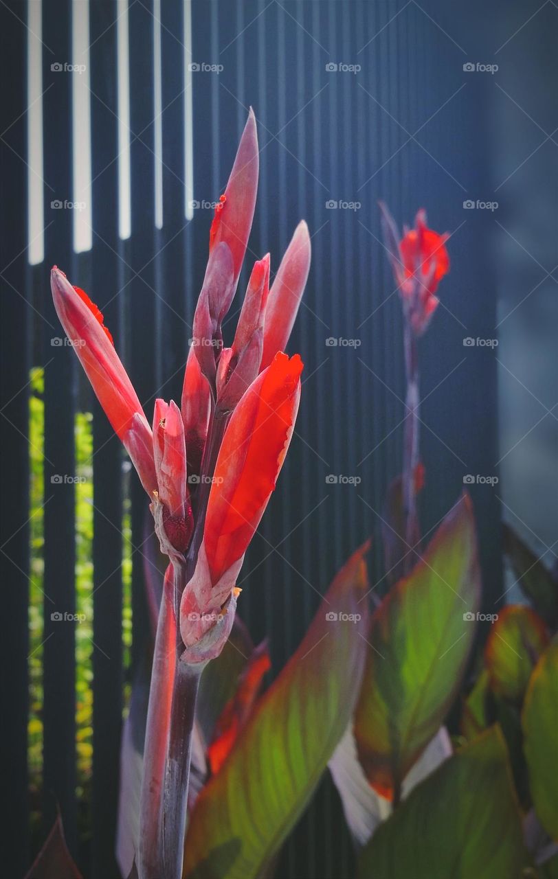Blooming stage of red canna lily againts black metal fence.