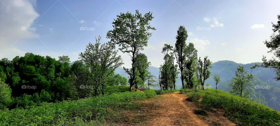 Siahkal forest