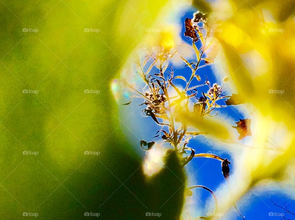 Nature made abstract design