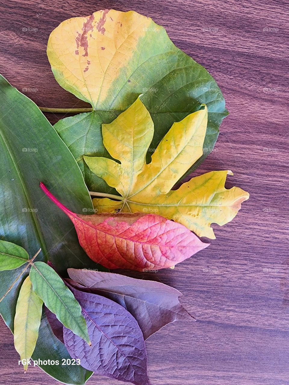 summer autumnal leaves
