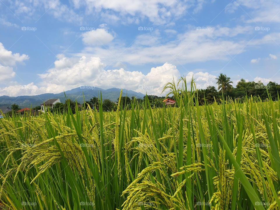 Rice field 