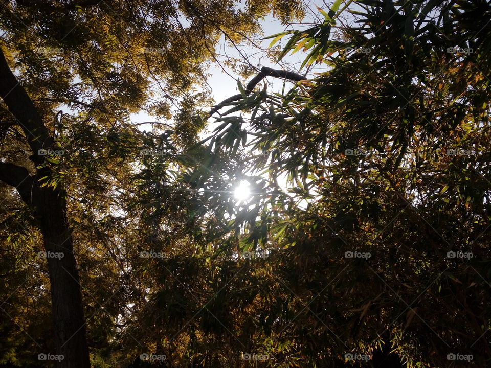 sunlight through tree leafs