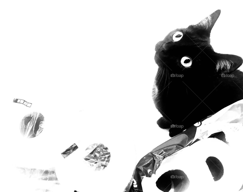 Darling little black cat sitting behind package of toilet paper waiting to be let in linen cabinet! 