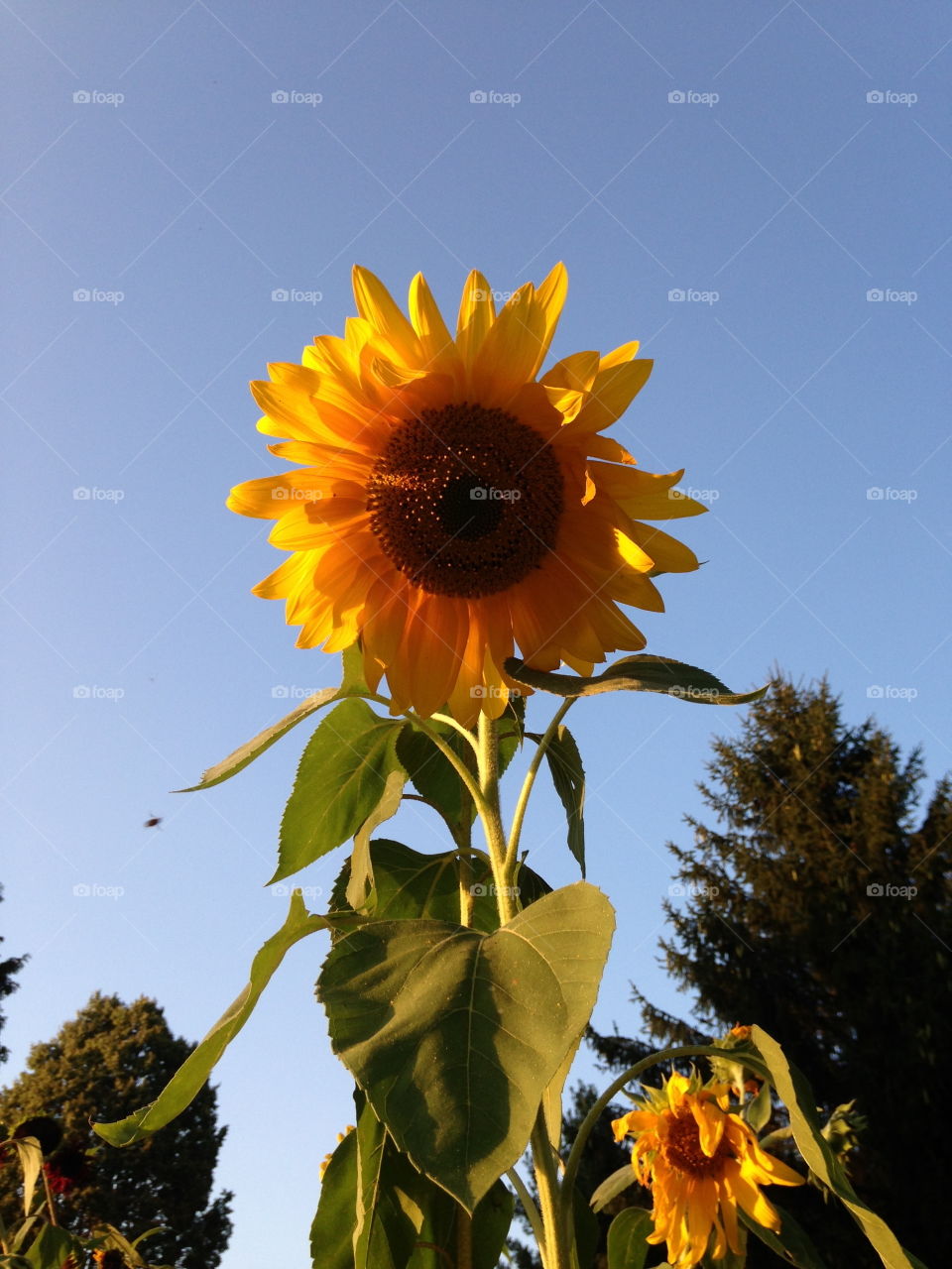 Sunflower from Garden