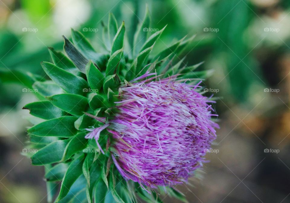 Nodding Thistle beginning to bloom