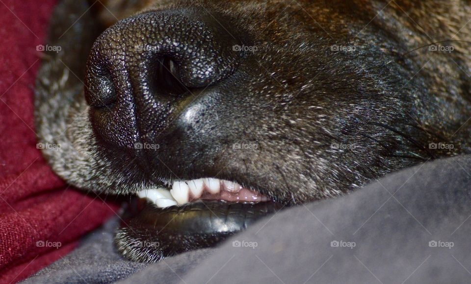 Dog teeth
