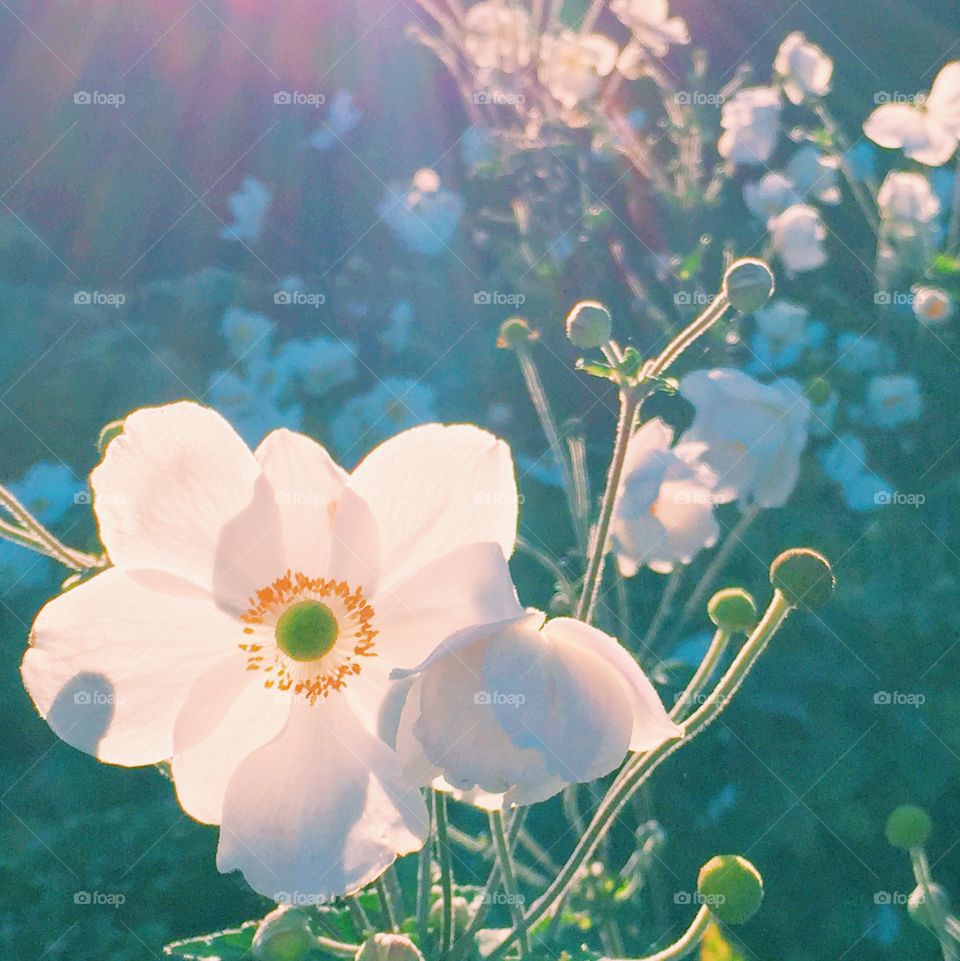 Bloom flowers in bright light