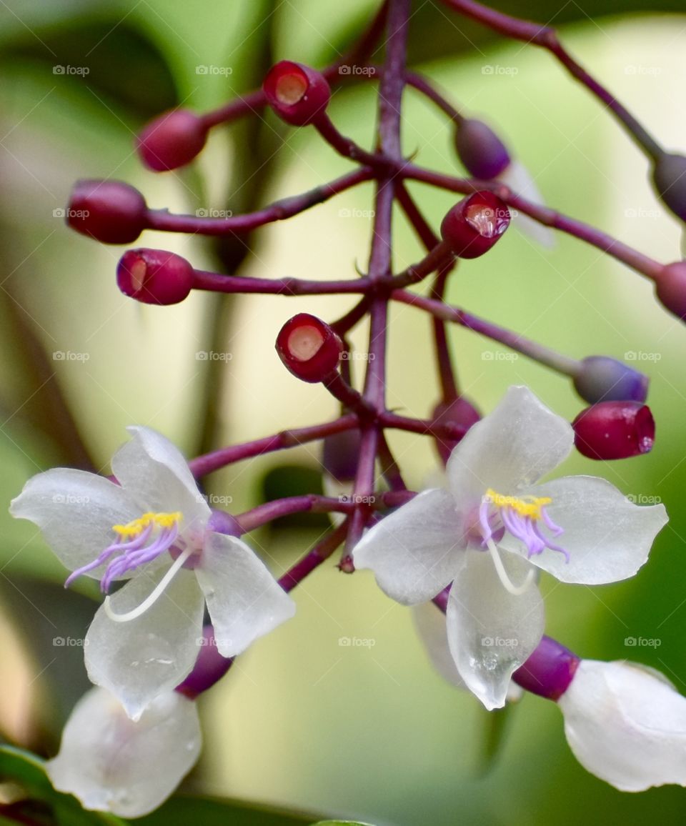 Translucent petals with lavender and gold at their centers hanging down in the rain forest