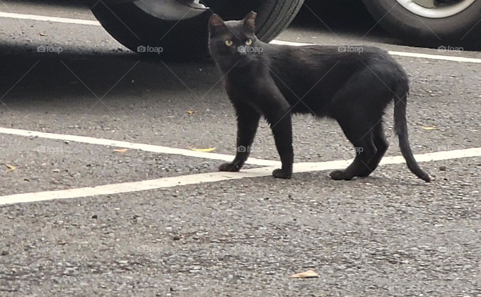 Black cat in an outdoor parking lot