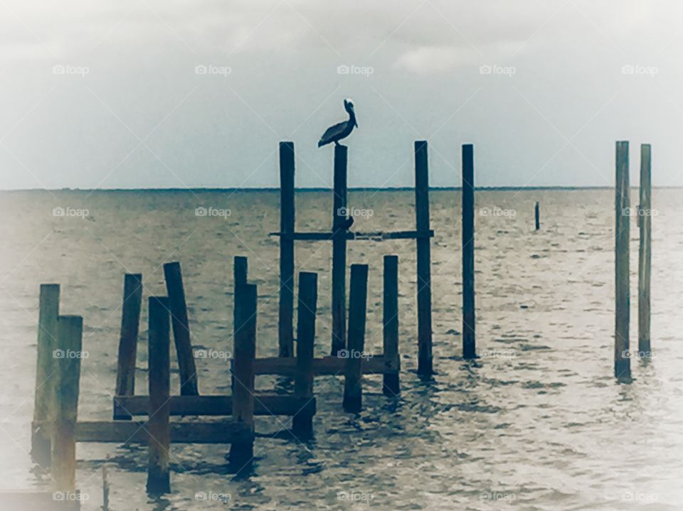 Pelican sitting on wood piling a of an old dock on the water
