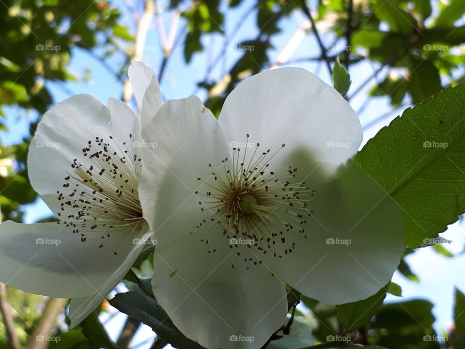 Summer Beauty