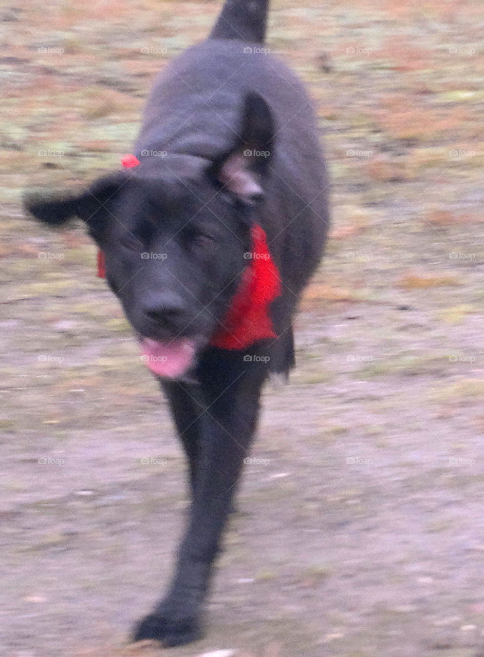 Got this very peculiar shot of a friends dog one day. It looks strange, however The dog's just fine and have 4 legs.