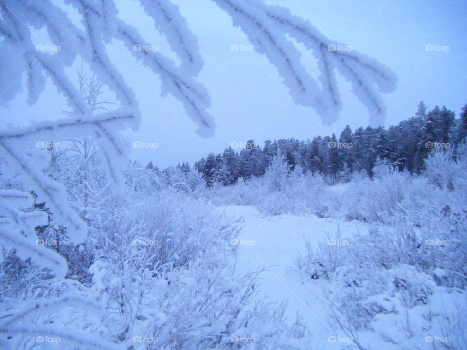 Frozen Forest in Lapland