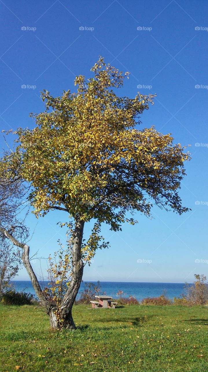 No Person, Tree, Nature, Landscape, Outdoors