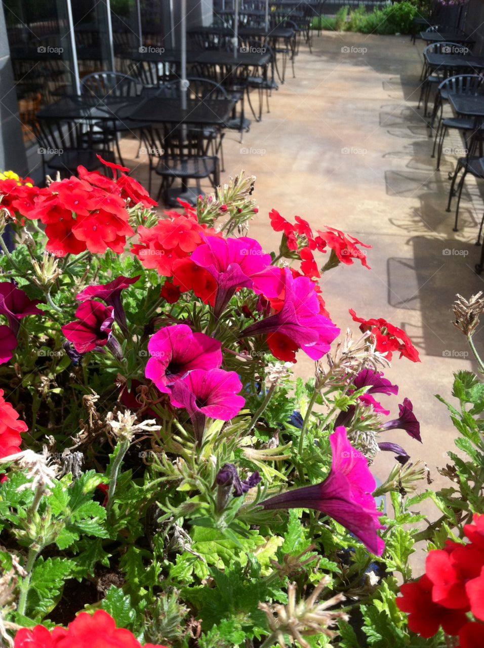 Flower, Garden, Flora, No Person, Nature