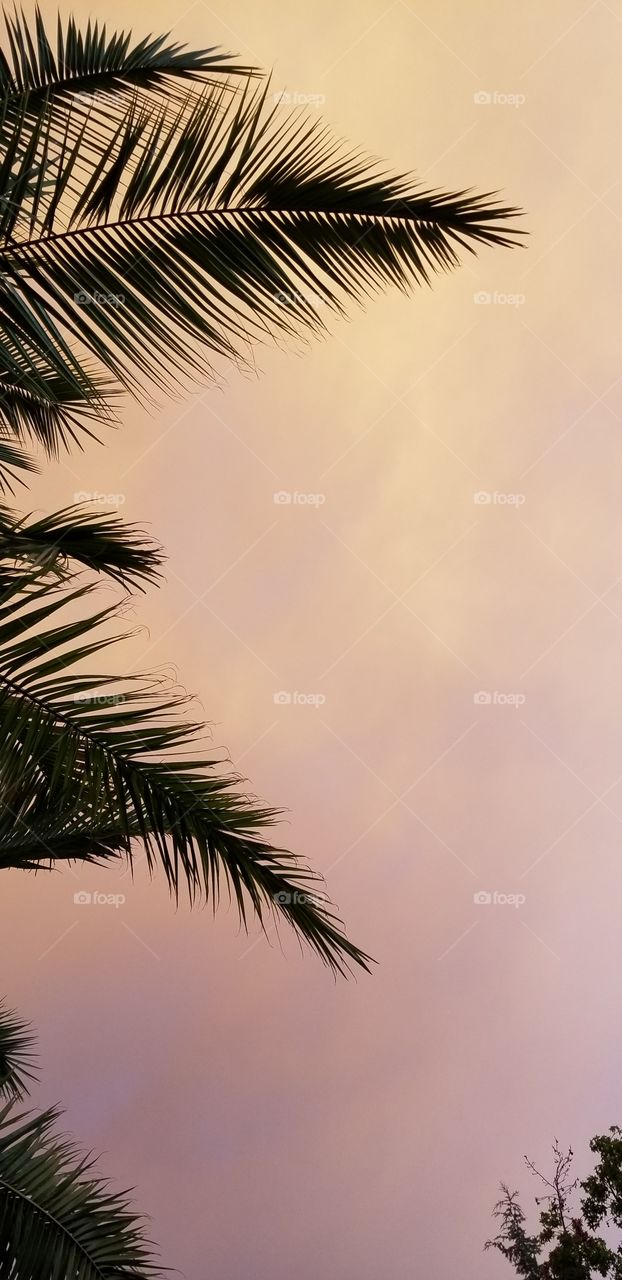 Palm leaves against a smoke filled sky.  California wildfires leave the sky an orange color and block the light from shining through.