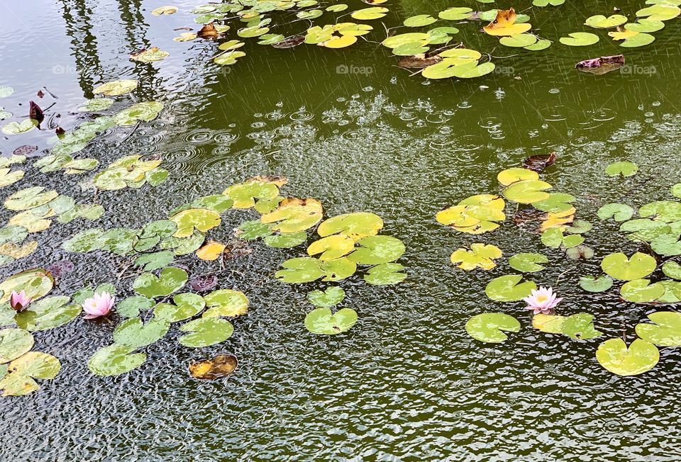 summer rain over a pond overgrown with water lilies. It's nice to hear the sound of rain on a warm summer day.