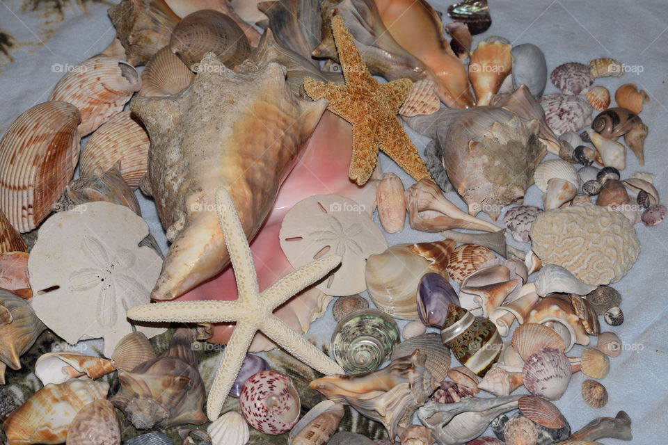 Sea shells 