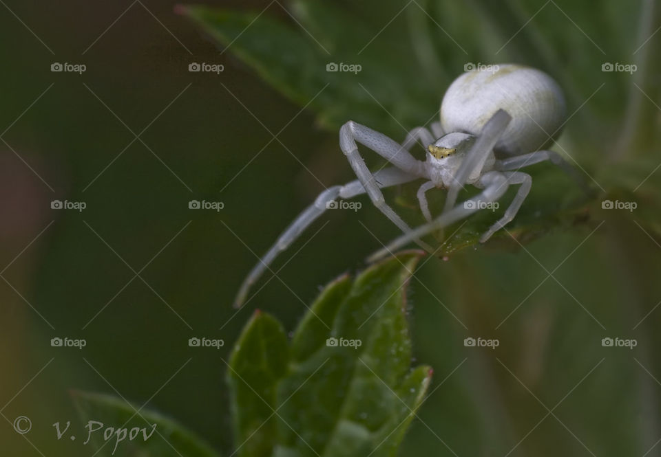 Flower crab spider