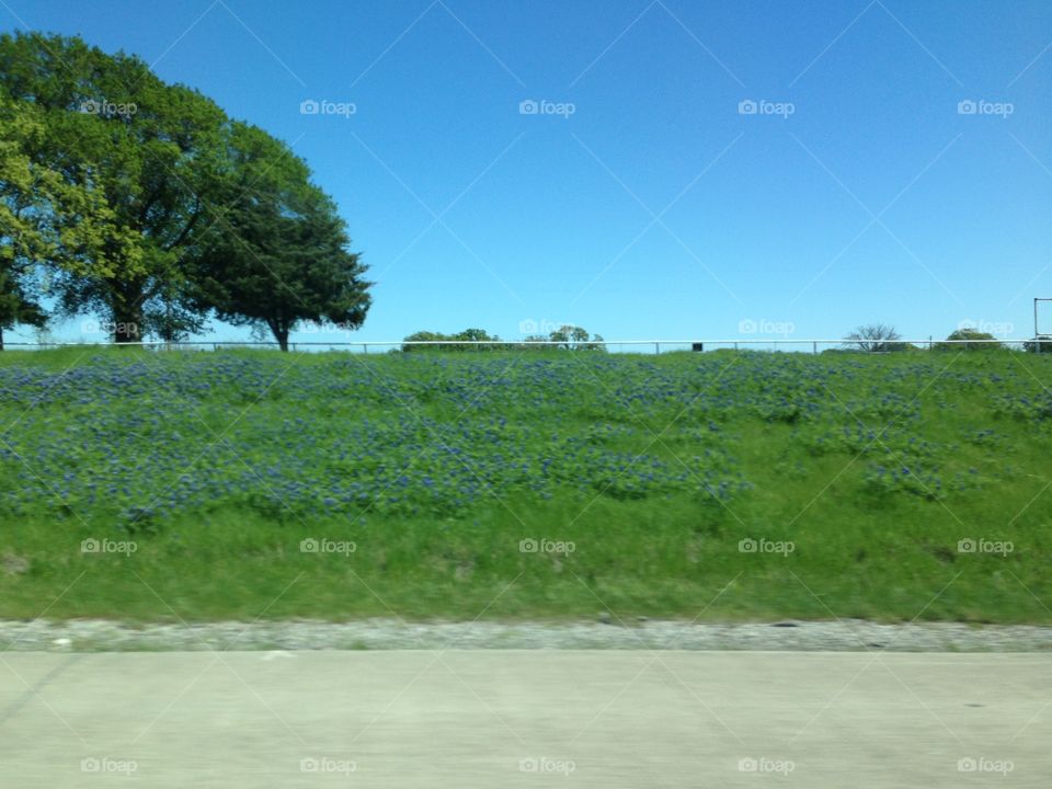 Spring bluebonnets on Texas highway