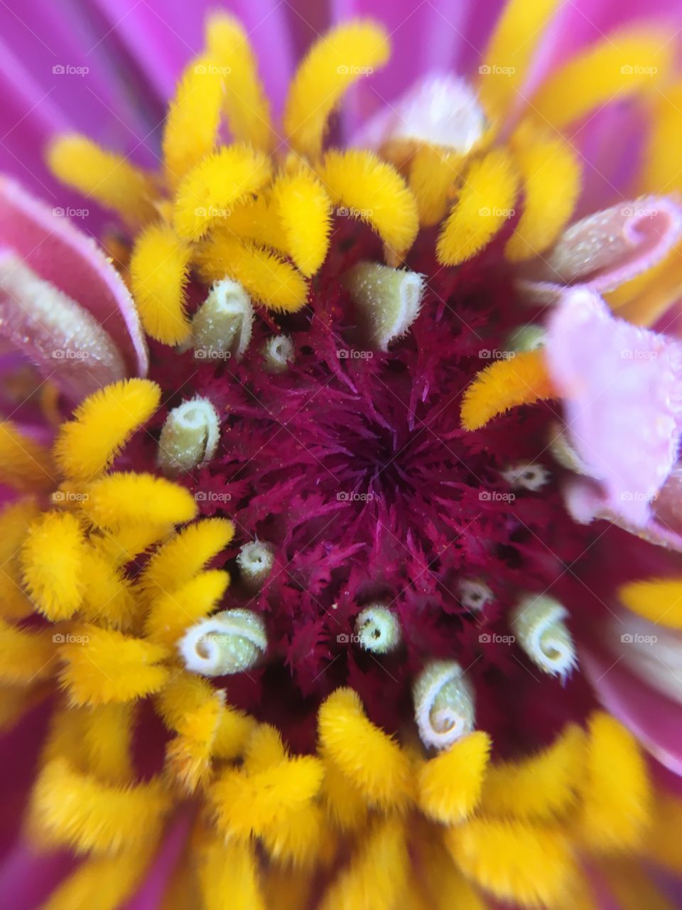 Zinnia closeup