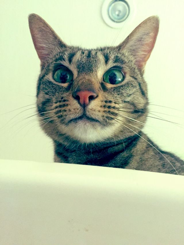 Cat taken by surprise 