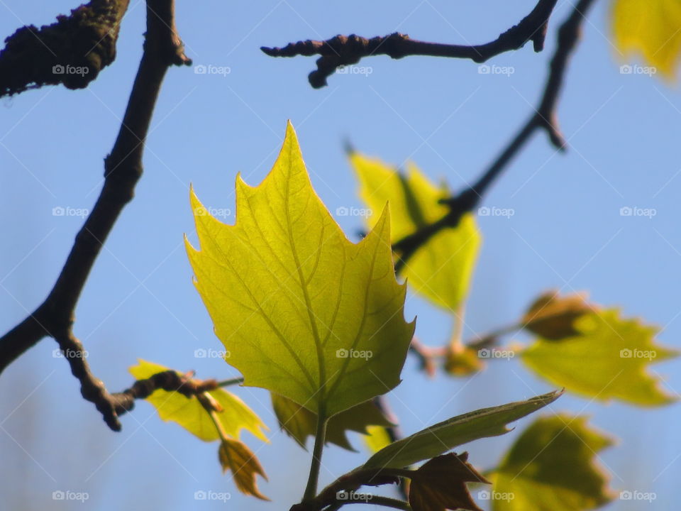 young leaf