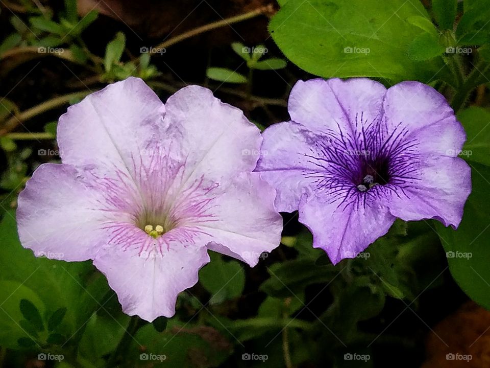 Pink and Purple Petunia Blooms